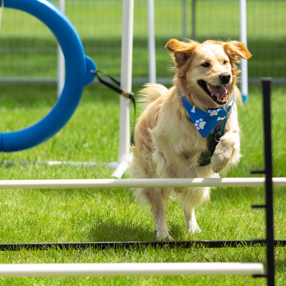 Calgary Humane Society tweet media