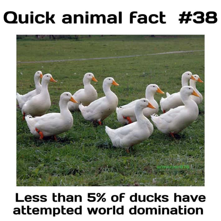 Sarcastic Duck tweet media