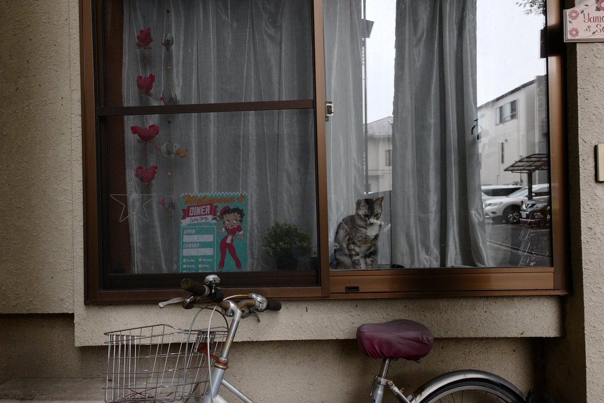 say_sillythings's tweet image. 雑司が谷の深窓の令猫。

#streetphotography #leicacl #sigma #飼い猫 #cat