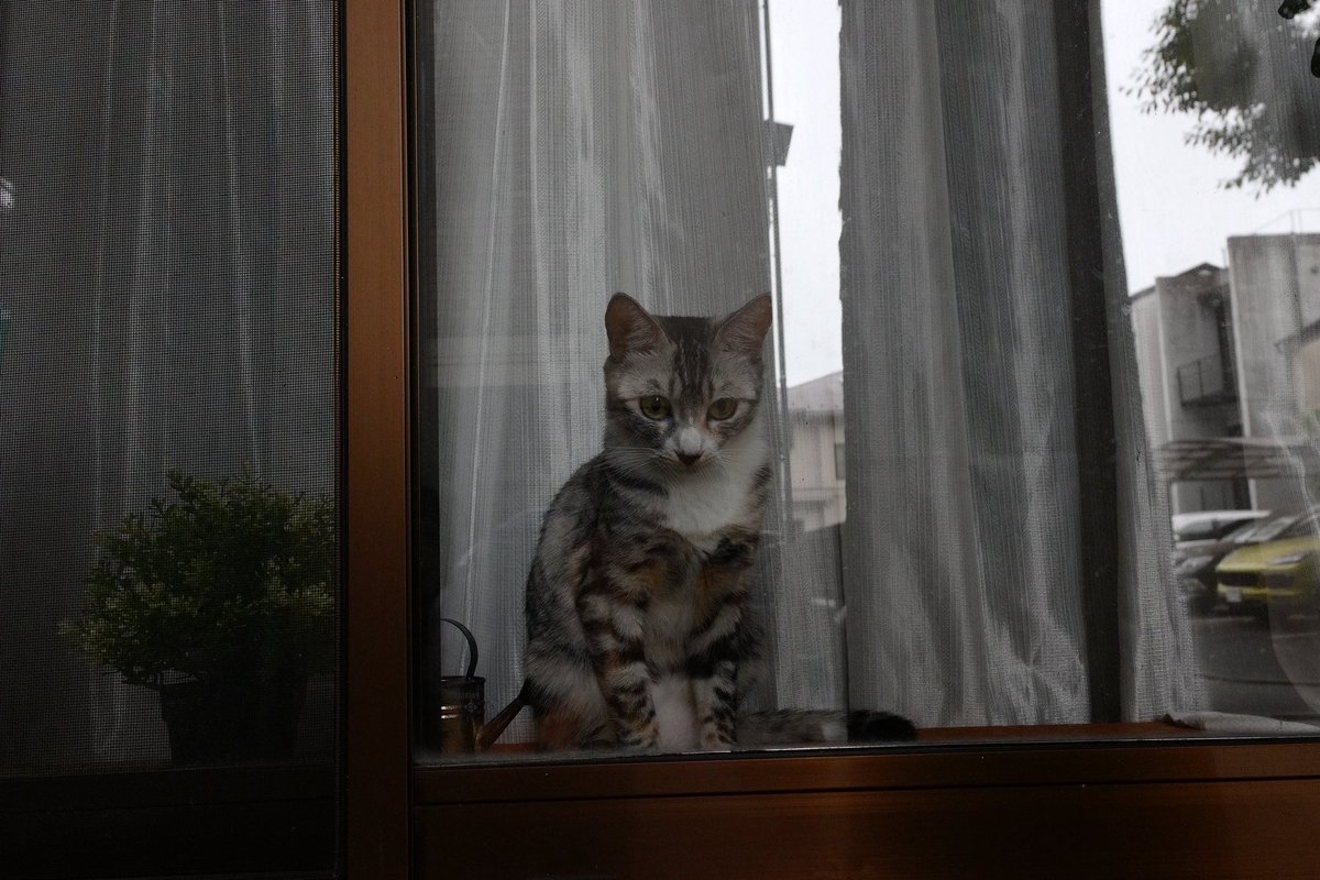 say_sillythings's tweet image. 雑司が谷の深窓の令猫。

#streetphotography #leicacl #sigma #飼い猫 #cat