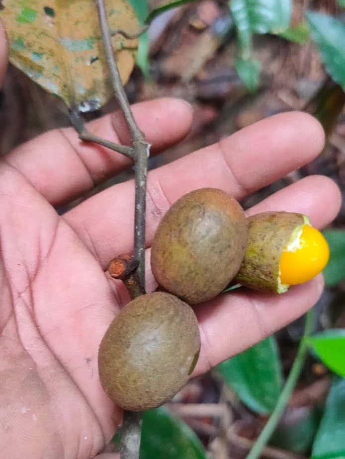 budak_kelate007's tweet image. Tak kenal nama buah ni, orang lama ada bagitau nama dia tapi lupa. Termasuk dalam keluarga rambutan, boleh dimakan. Sedap rasanya. Kalau anda masuk hutan &amp;amp; jumpa buah ni... try la makan.

#buahhutan
#outdoor
#ikhtiarhidup
#junglesurvival 
#info