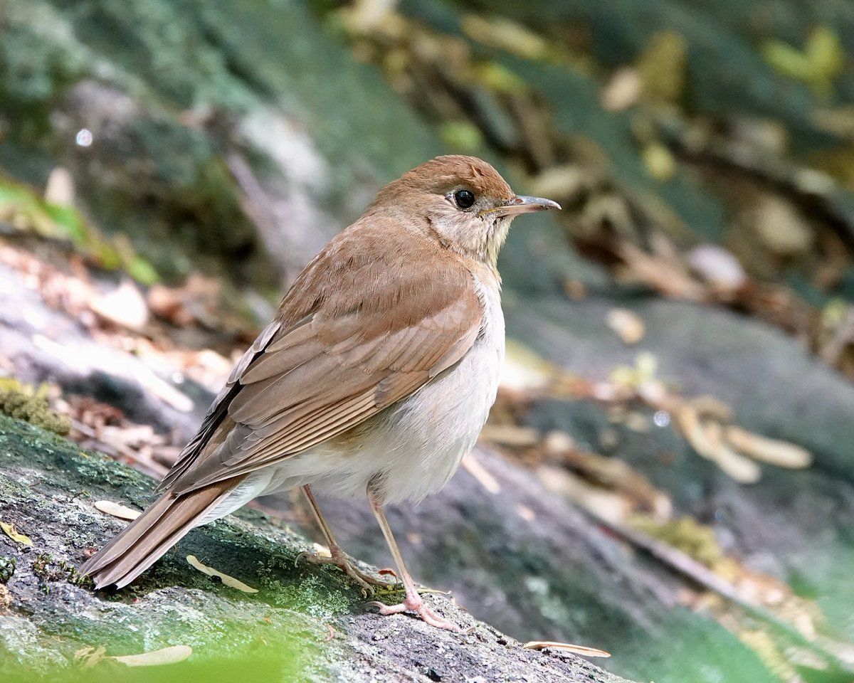 gigpalileo's tweet image. Veery
Ramble @CentralParkNYC 
First of May
#birdcpp
#birding
#birdwatching