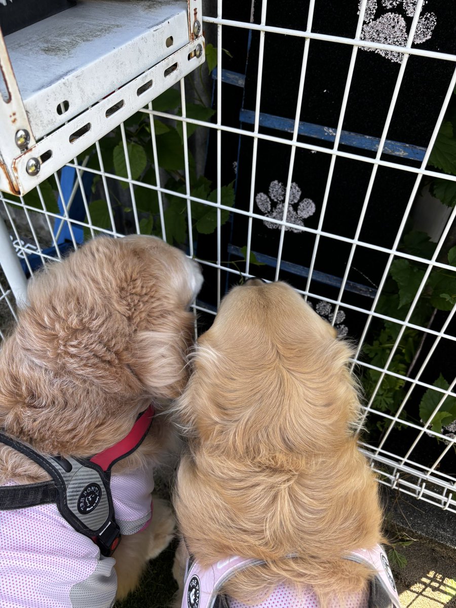 🐾JE2WNL🐾 tweet media