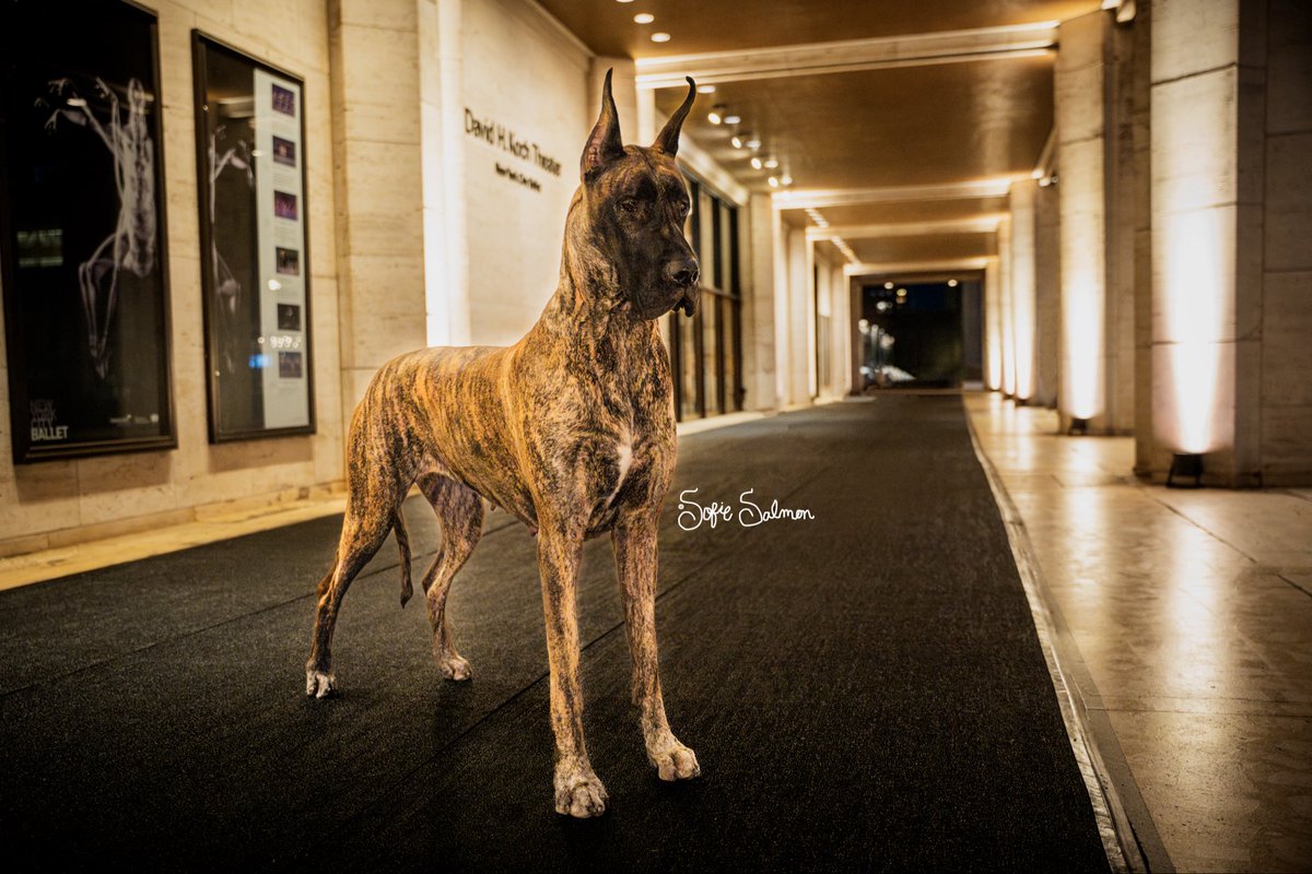 sofie_salmon's tweet photo. Happy #nationalpurebreddogday 

Purebred dogs, specifically Great Danes, are a huge part of my life and my small business, Sofie Salmon Art. It is a joy to show, breed, photograph and live with these incredible dogs! 

#purebreddogs #greatdane #dog https://t.co/pA5DO3PD0c