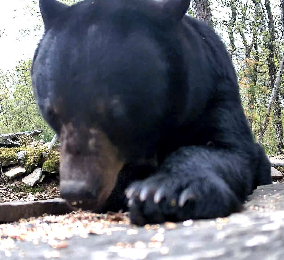 UpstateNYWild's tweet photo. Large bear enjoying birdseed 🐻 #wildlife
https://t.co/2327InaeD5 https://t.co/vfZgUgv1BW