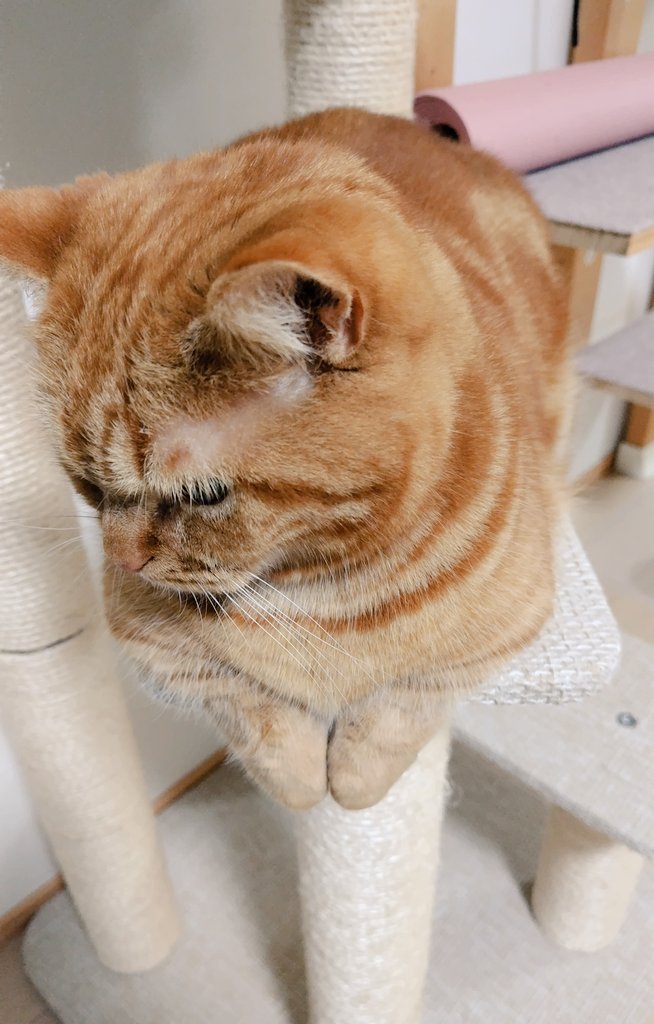 こむぎっちょ tweet media