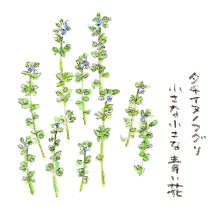 野原に咲く小さな青い花。1ミリくらいでしょうか。ちらちらと青く見えるのですが、小さ過ぎて咲いてるのか、いないのか分からなくなるくらいです。検索しましたらタチイヌノフグリが一番近そうです。
#タチイヌノフグリ #青い花 #絵日記 #ほっこり #道端