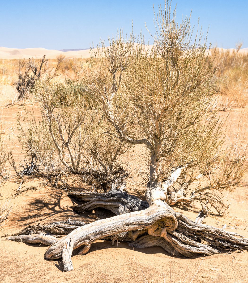 Scientists have discovered AI data centers are even worse for the environment than we thought.

Big data centers create "heat islands" that raise local surface temperatures an average of 3.6°F, enough to potentially devastate local wildlife and water supply.