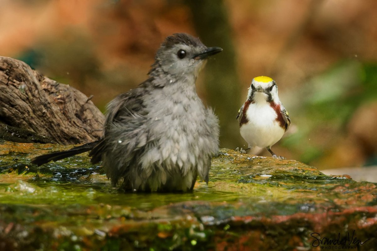 ItakeBirdPics's tweet photo. The Chestnut-sided Warbler is not too pleased with the Gray Catbird hogging his favorite spa spot in Sabine Woods in Texas, USA. 04/26/2026 #chestnutsidedwarbler #graycatbird #warbler #catbird #birdphotography #naturephotography https://t.co/zidStPwYQJ
