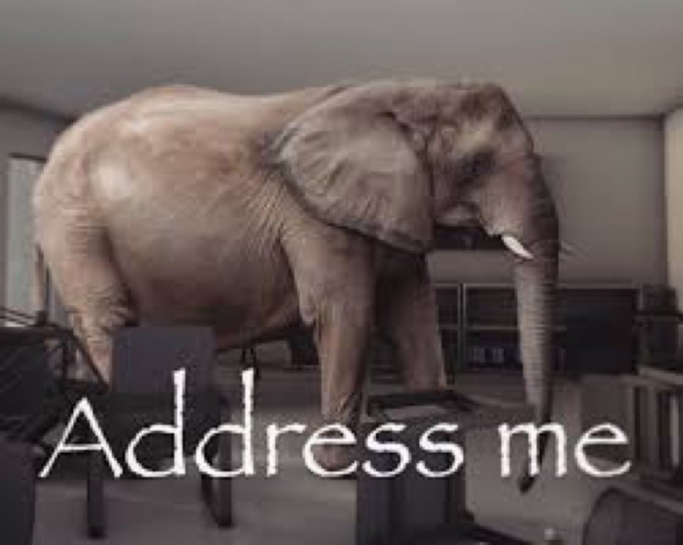 elephant tweet media