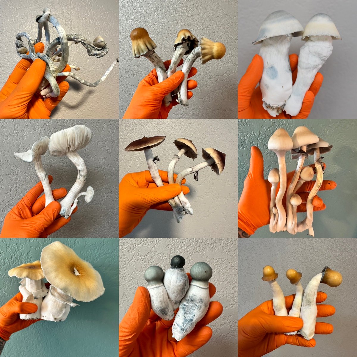 Sacred Three Mushrooms tweet media