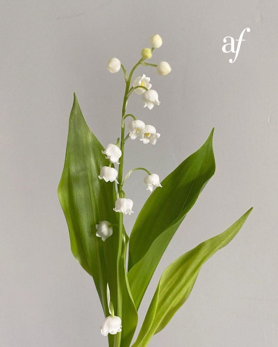 AFdeChicago's tweet photo. On May 1st in France, Lily of the Valley symbolizes luck and spring 🌸. Join the May 13 lecture with @LindaLevy! 🔗 #ScentTheInvisibleArt https://t.co/8z7FPi2H7i