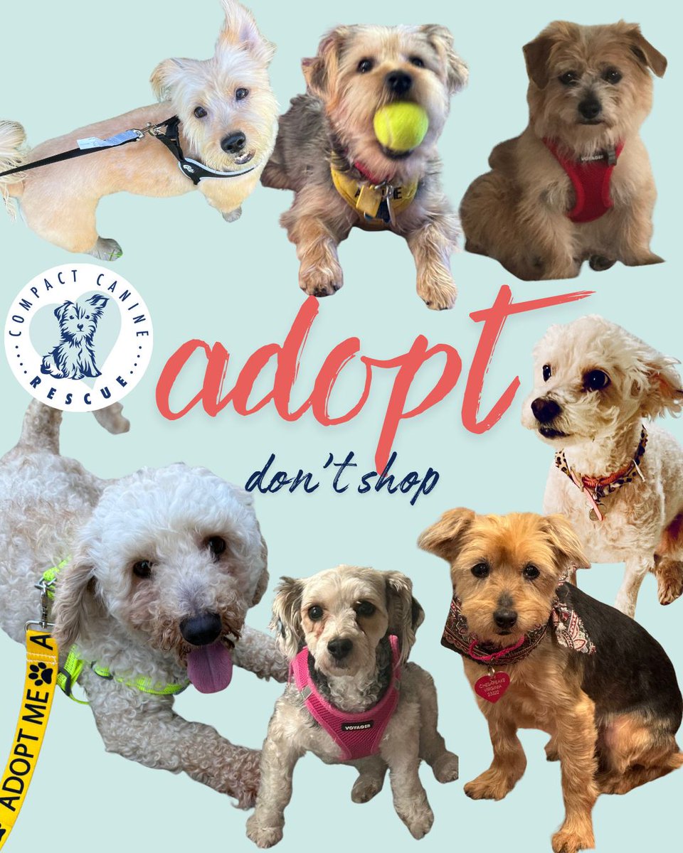 CompactK9Rescue's tweet photo. ❤️‍🩹 Did you know in 2025 an estimated 5.8 million cats and dogs entered shelters and rescues across America? 
And 597,000 of dogs and cats in shelters were euthanized in 2025. 
(Read More 👉️ https://t.co/kRQ250Kt9j)

Every dog adopted is a life saved. 💛 
Together, we can give them the second chance they deserve. 

To see all of our lovable rescue dogs who are ready for their forever homes, visit: https://t.co/mZCcCDYjxA 

🐾 If you're thinking about adopting, please read ➡️ https://t.co/qnz0gdBdnJ & fill out an adoption application today. 

#adoptdontshop #fosterdogsrock #compactcaninerescue #savingsmalldogs