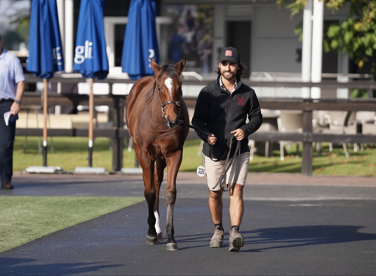 NewgateFarm's tweet photo. 🔎 @rogersbstock on the hunt for another Golden Slipper winner from the Newgate draft!

Stop by Barn B to inspect our @inglis_sales Weanling draft📍

#RaisingRacehorses https://t.co/jhVxCo2vnj