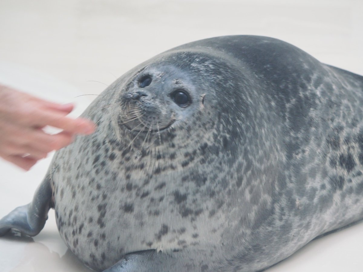 海獣先輩 tweet media
