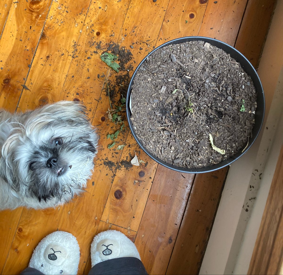 gomichild's tweet image. Dammit Memphis - my horseradish!

#MemphisTheMalshi #puppy #naughty