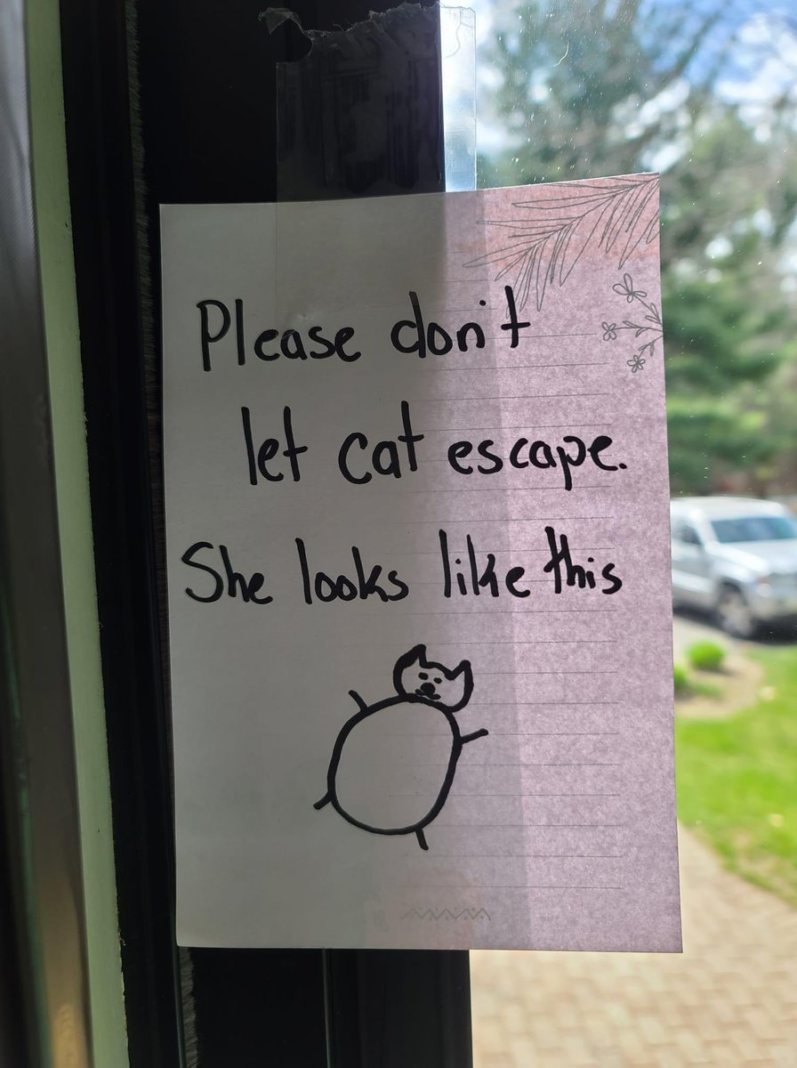 smol silly cat tweet media