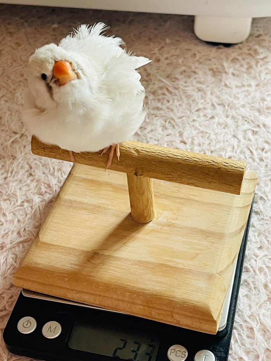 ごえchan tweet media