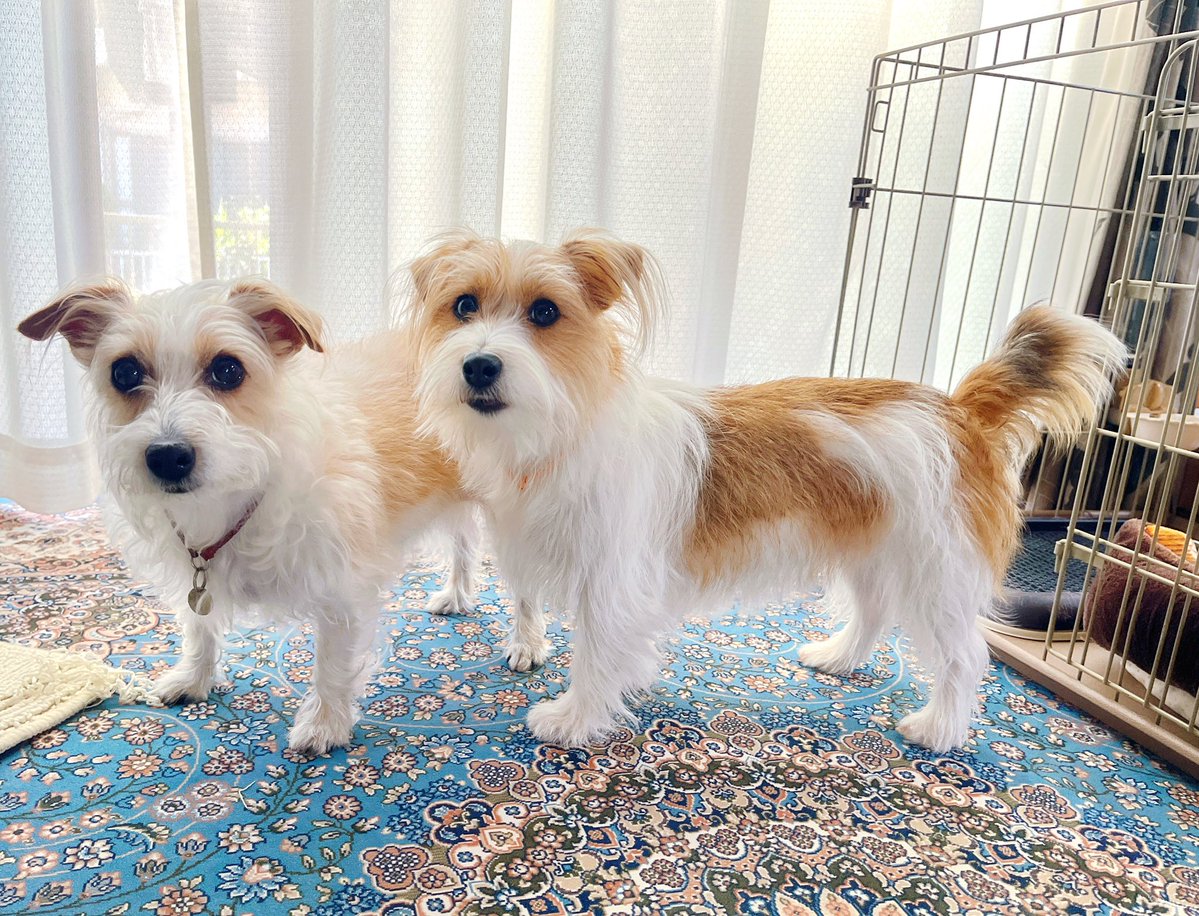 おはテンイト🐶🐶
さてさて
GWいかがお過ごしでしょうか？
今日は晴れてお出かけ日和ですな☀️
いい日をお過ごしくださーい♪