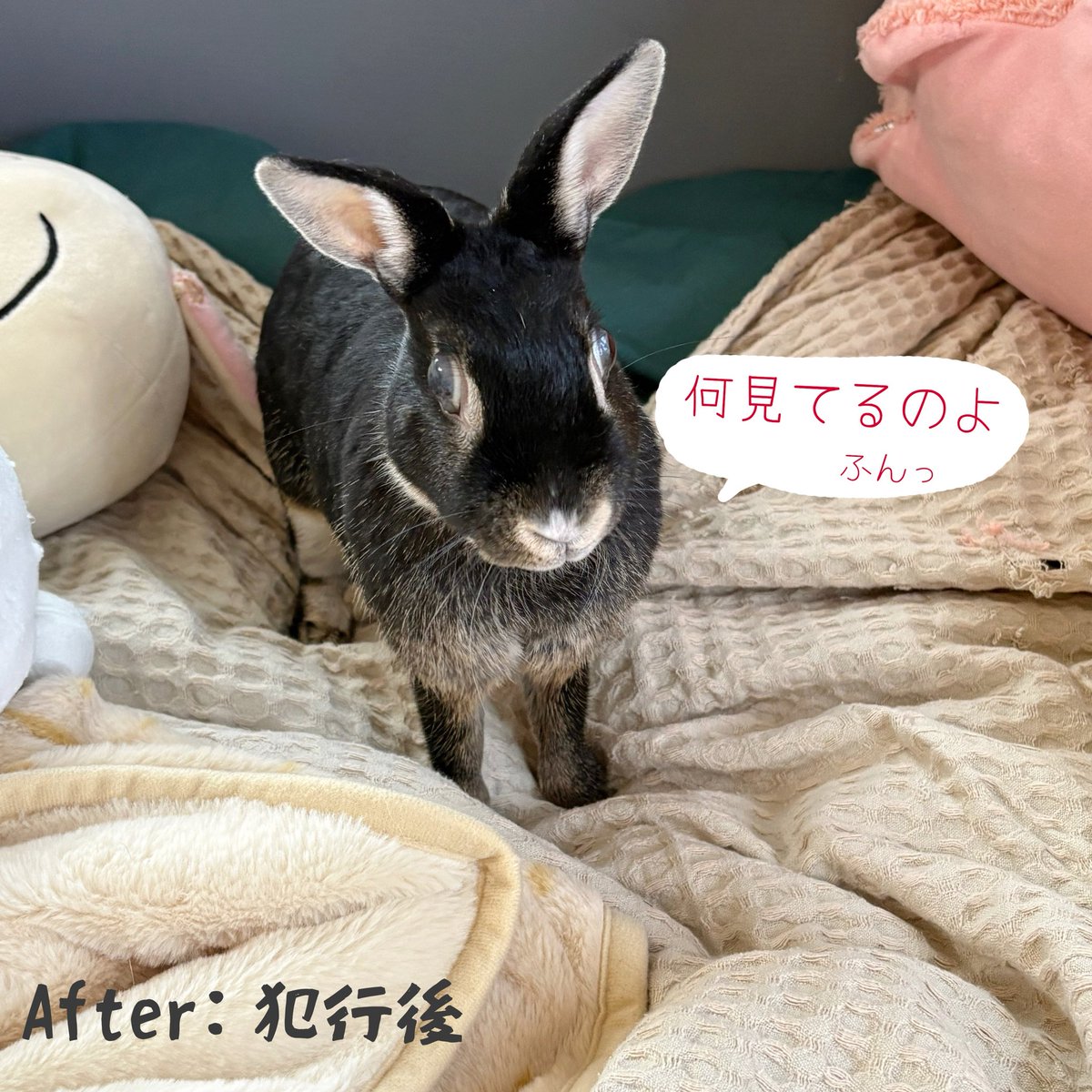 Ranmaru_Tube's tweet photo. 🐰ぽにょ様は、本日もベッドメイキング後に大暴れをしてくださいます。

ぬいぐるみも破壊してくださいます。

今日も心疾患に負けずに元気でありがとうございます。

ぬいぐるみは捨てようと思います。

ベッドカバーも穴があきました。
買い換えようと思います💸

 #うさぎ #心疾患 #角膜閉塞症 https://t.co/plEeyOm3yV