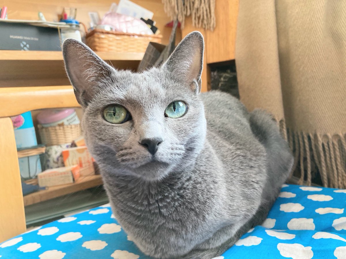 これは5年前の今日の花子です。スッキリした顔で、朝のあいさつをしてくれています。この日は平日だったのかな？😊