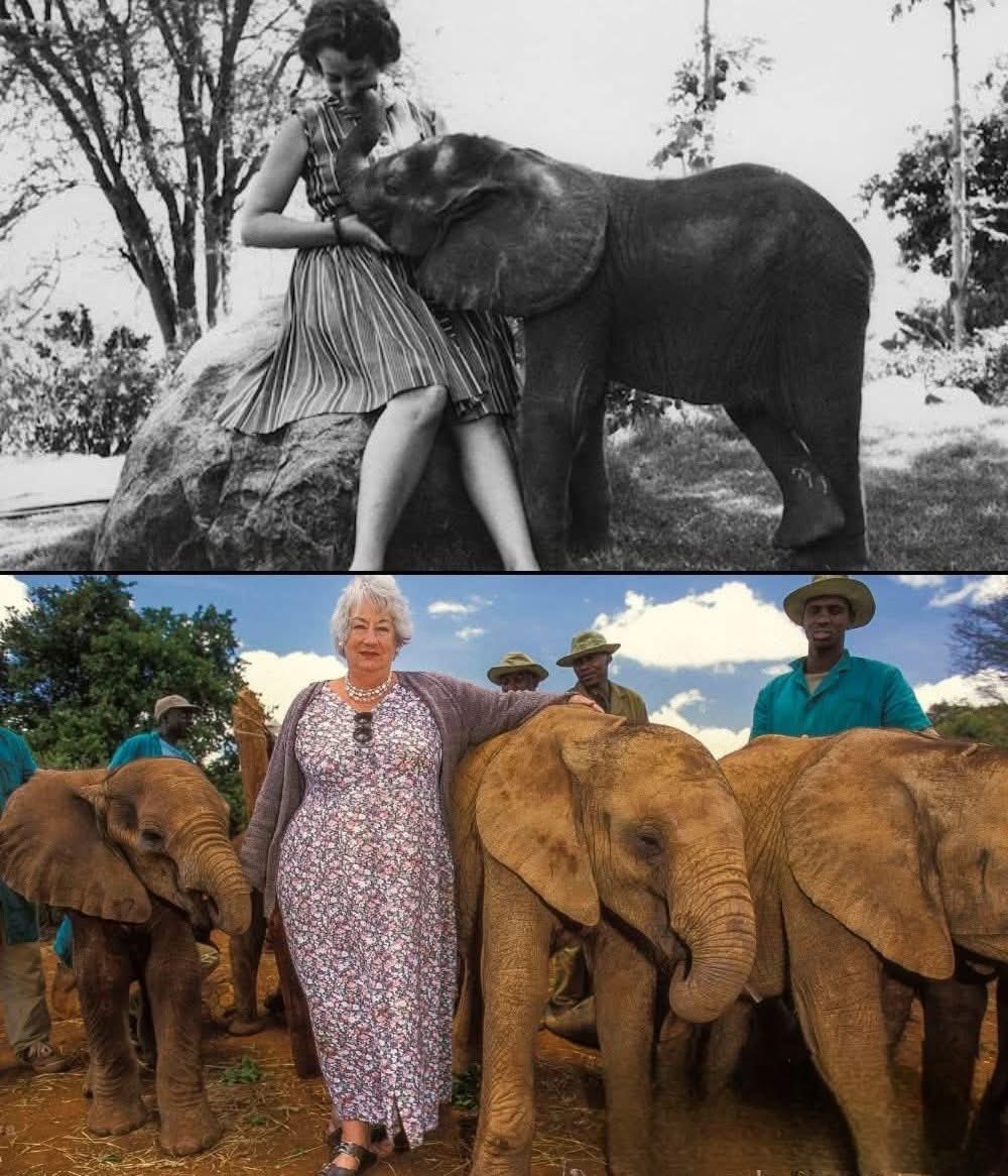 MrPitbull07's tweet image. For decades, every orphaned elephant died within a matter of weeks. Then a woman with no scientific training decided that wasn’t good enough.
Daphne Sheldrick received baby elephants at her center in Tsavo National Park, Kenya. They arrived after poachers had killed their