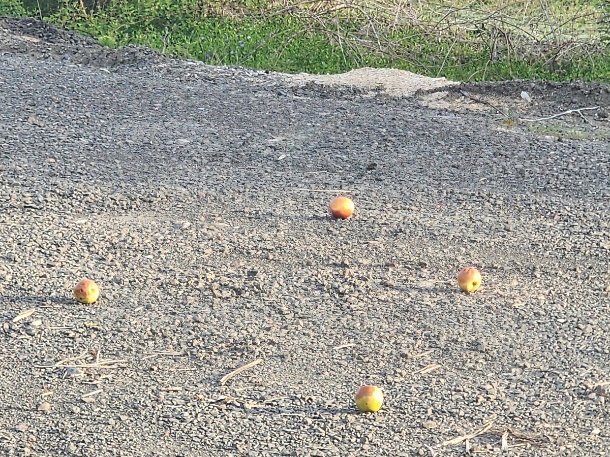 MentalWithMike's tweet photo. I saw these 4 apples off the road on Tuesday &amp; they were still there today (Friday)!

You know there's something wrong with our food when deer &amp; other animals won't eat it! https://t.co/qGvp02fD0w