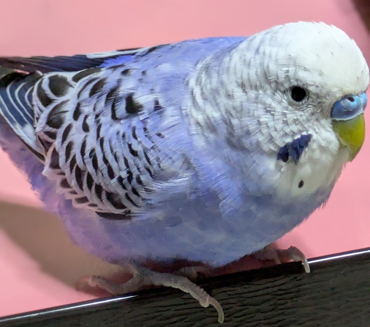 青系セキセイインコ探しています tweet media