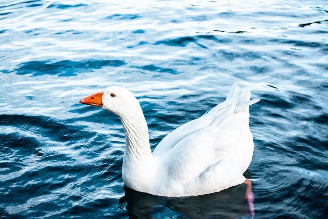 CharacterCincy's tweet image. Mother Goose Day is the perfect moment to revisit the stories that teach us #Courage, #Kindness, and #Honesty—even when the world feels topsy‑turvy.
#MotherGooseDay #Character