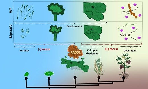 The Plant Cell tweet media