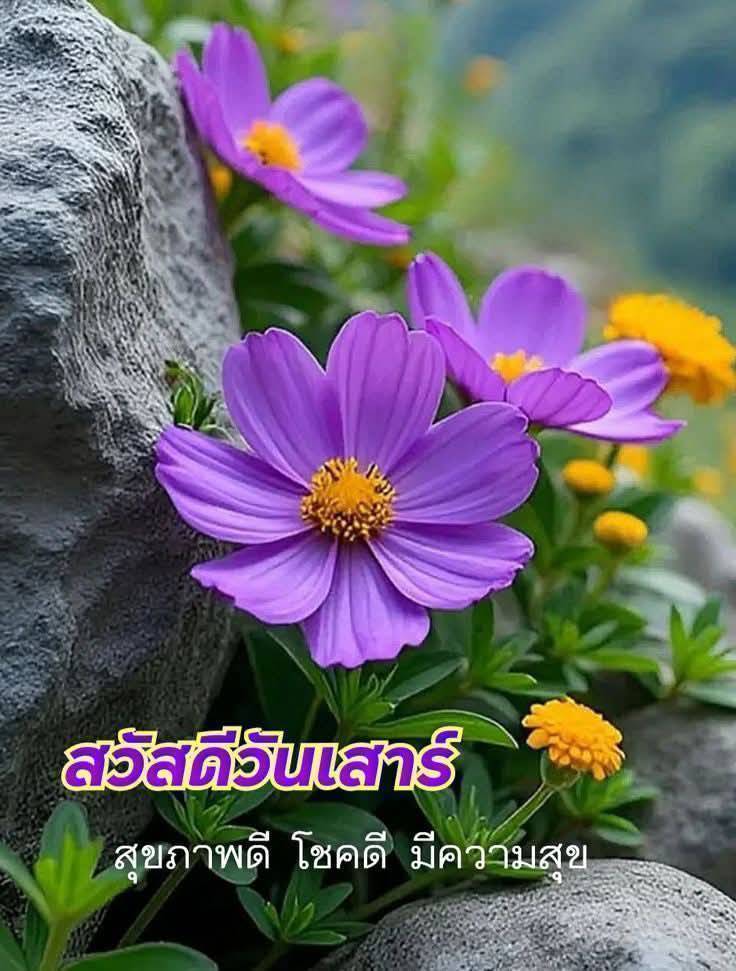ดร.มะลิ อิงสุข tweet media
