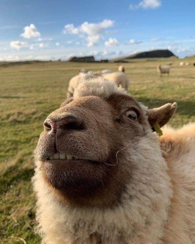 sheep tweet media