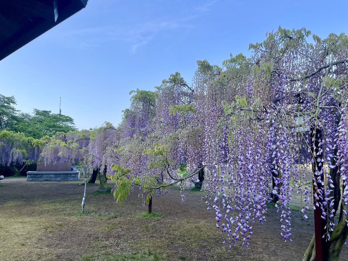wakejinja's tweet photo. ◆藤公園の開花状況◆

「散り始め」

藤の花は痛み始めましたが、まだキレイに咲いています
開園時間は、朝8時～21時までで、日没後はライトアップされます

「藤まつり」開催中
　～5月初旬
（終了は、藤の花の開花状況によります）

#和気神社 #藤公園 #藤まつり #和気町 #御朱印 https://t.co/Wjqd1u9R68