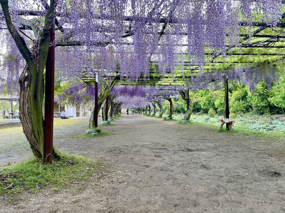 wakejinja's tweet photo. ◆藤公園の開花状況◆

「散り始め」

藤の花は痛み始めましたが、まだキレイに咲いています
開園時間は、朝8時～21時までで、日没後はライトアップされます

「藤まつり」開催中
　～5月初旬
（終了は、藤の花の開花状況によります）

#和気神社 #藤公園 #藤まつり #和気町 #御朱印 https://t.co/Wjqd1u9R68