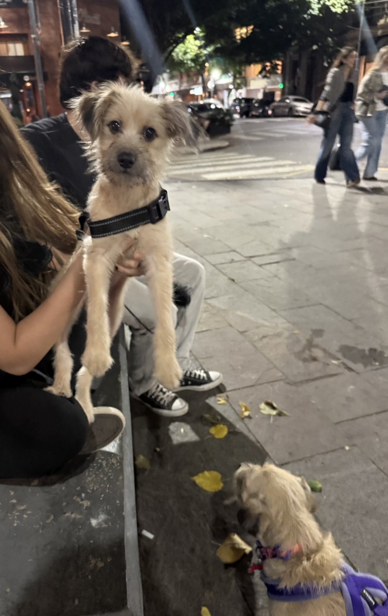 LaReinaDeLosHurones🇺🇦 tweet media