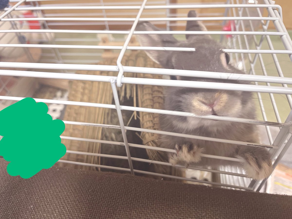 兎愛🐰⛩（とあ） tweet media