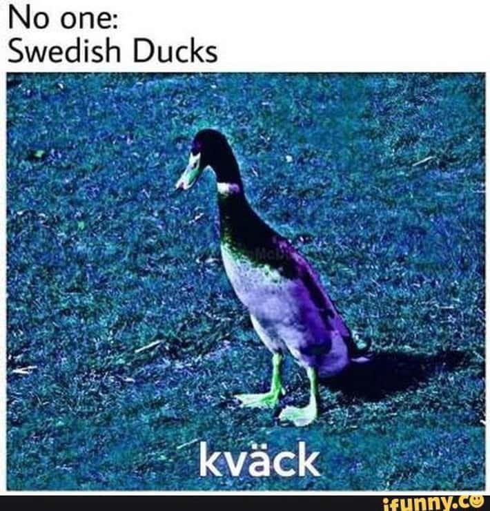 Sarcastic Duck tweet media