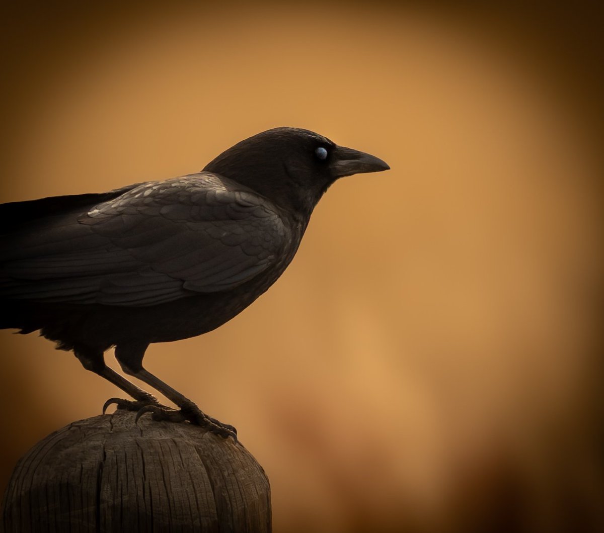 WildBeyondPhoto's tweet photo. Happy #FencePostFriday…
make it a fantastic finish to the week you all. 🤙🏻

• Crow 🖤✨️• https://t.co/aoMDWz7ufj