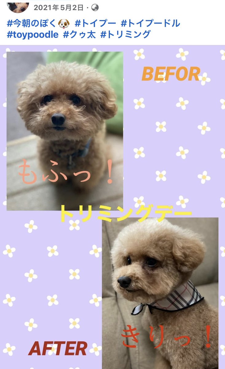 SILK150's tweet photo. 五年前の今日ダス🐶 https://t.co/ge4RSEdkIU