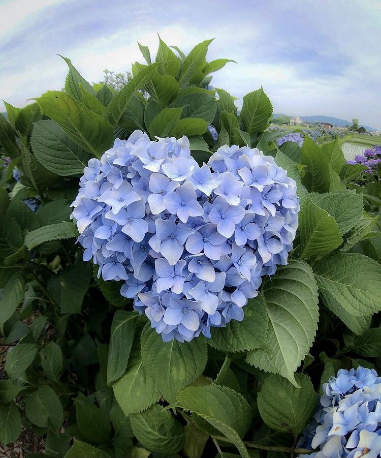 greenvibe's tweet image. Sky-blue petals and full blooms — the queen of the summer garden.
