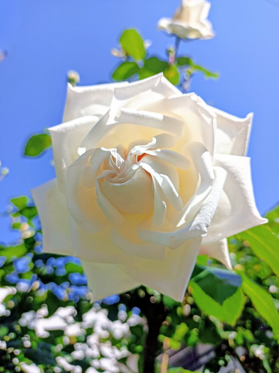 lily49547397's tweet image. 朝日を浴びて
    透明感が清々しい
          雲のような白薔薇…
情熱を消さないで
          歩みを止めないで…
晴れ渡る空の様に､ smile
  この世に生まれた､ 以上…
#素敵な奮闘途中の人々🕊️
#穏やか奮闘途中の日々🩵