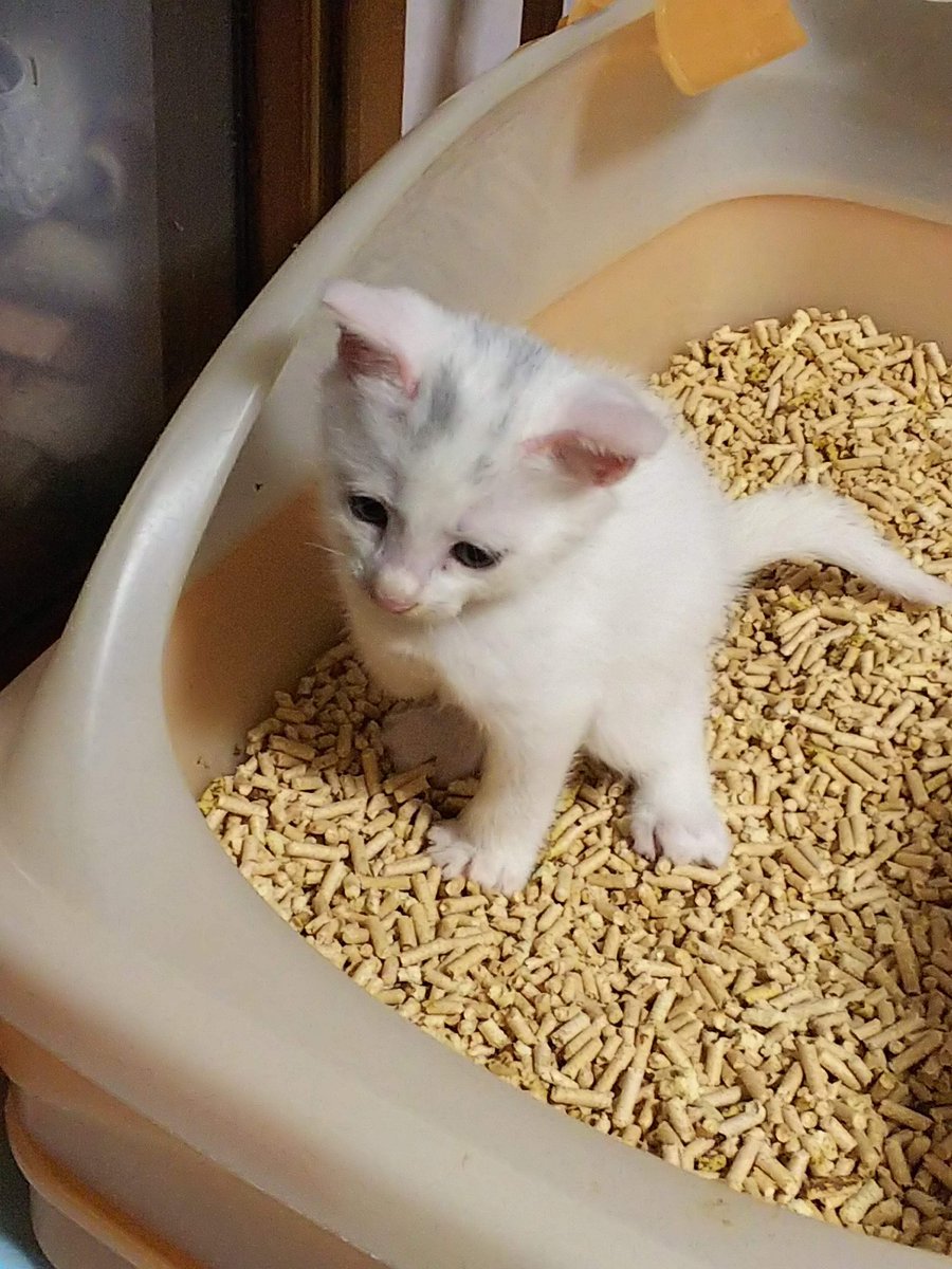 ネコ　レジカウンター　納期２０日まで これが0歳時代だ参ったか ＃猫
