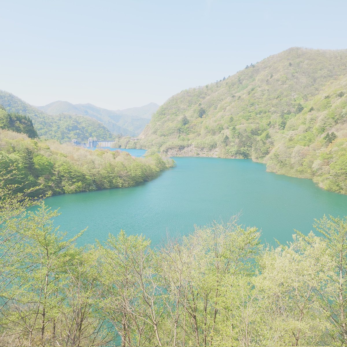 9988775's tweet photo. 四万ブルーがとても綺麗な奥四万湖周回道路は強風による倒木のため通行できないところがございます。お越しの際にはお気をつけください。 https://t.co/3C5u8rOG7R