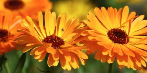 Bright, cheerful, and endlessly useful, the calendula flower deserves a starring role in any garden. This bloom pairs beautifully with a wide range of #calendula companion #plants. Get the list and learn how to grow this versatile flower. fluxingwell.com/calendula-comp… #springgardening