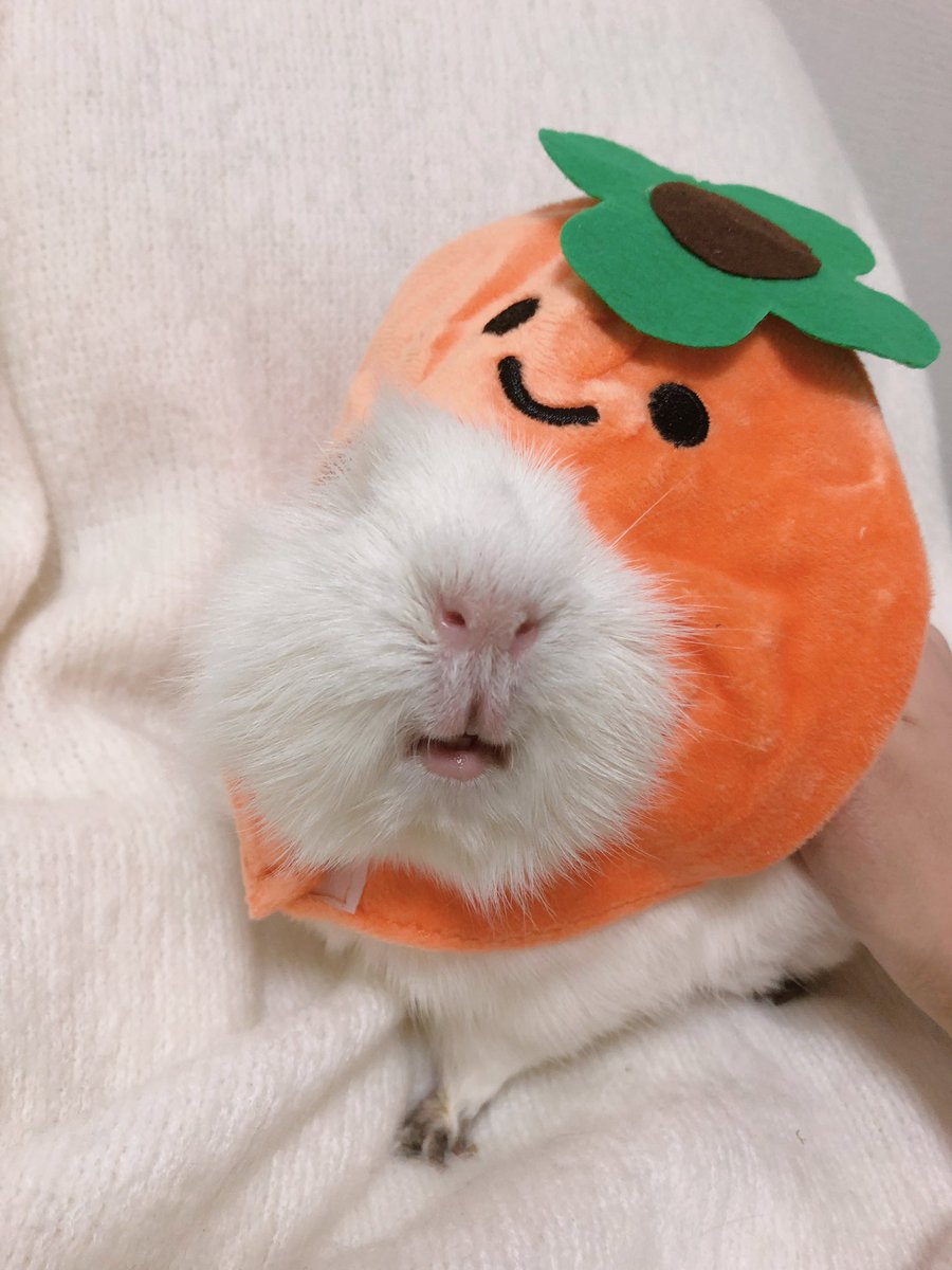 きなこ🫘 tweet media