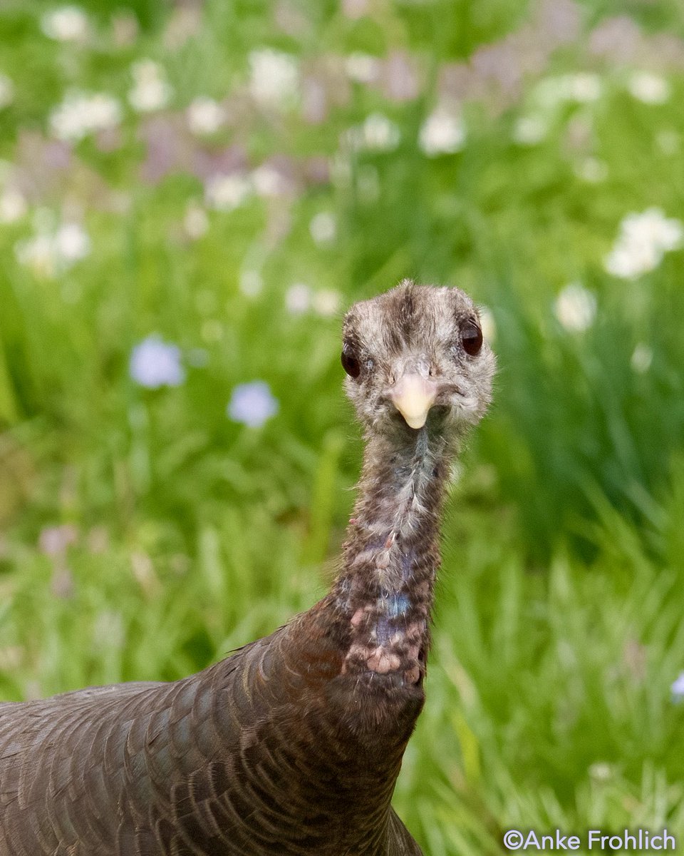 _AnkeFrohlich's tweet image. Queen Astoria showing us her sweetest face. Can you resist? 🦃👑💕

The Battery, NYC     

#birdcpp, #Astoria, #WildTurkey, #NYCWildlife, #UrbanWildlife
