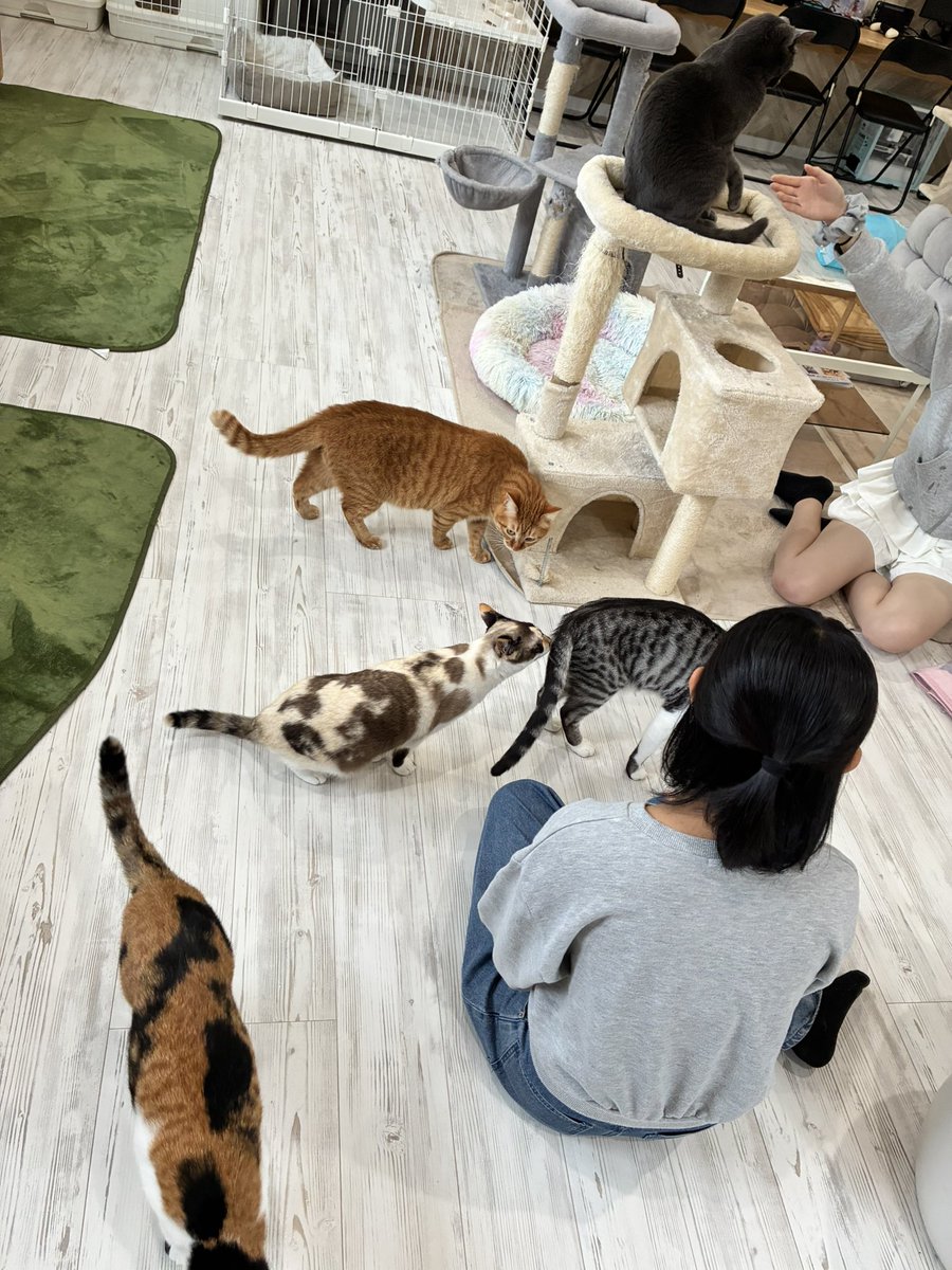 猫スティン〜城下町の猫カフェ〜 tweet media