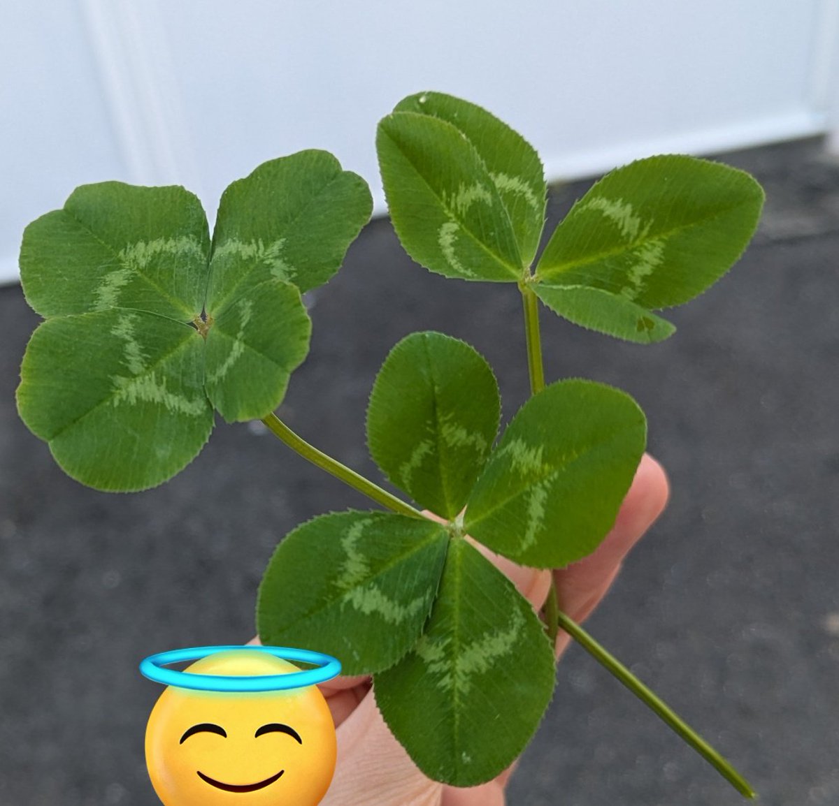 うちの母さん、よつば探し上手だわ🍀(コンビニの端5分位で5個見つけた)