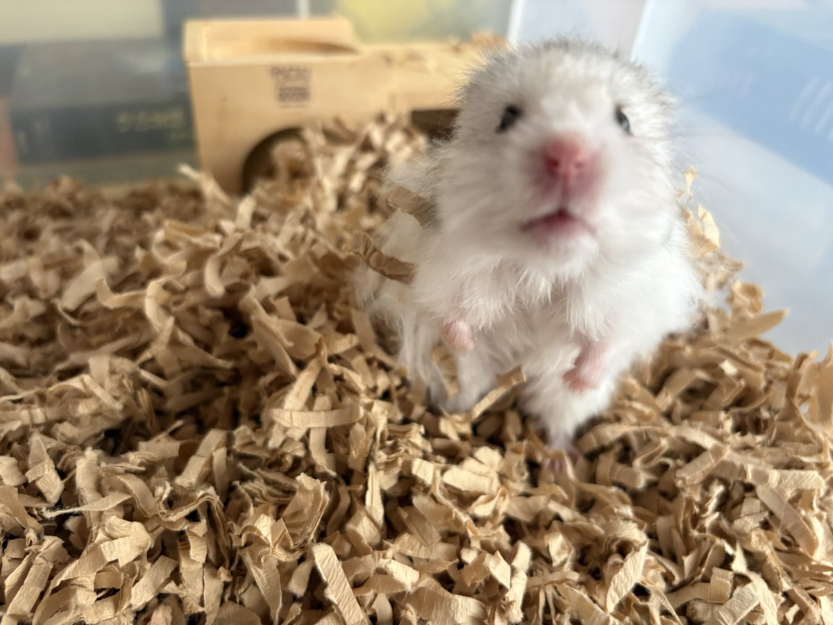 ちいこ 謎の生き物「ちいこ」の可愛さに魅了される!『人類の半数がちいこに