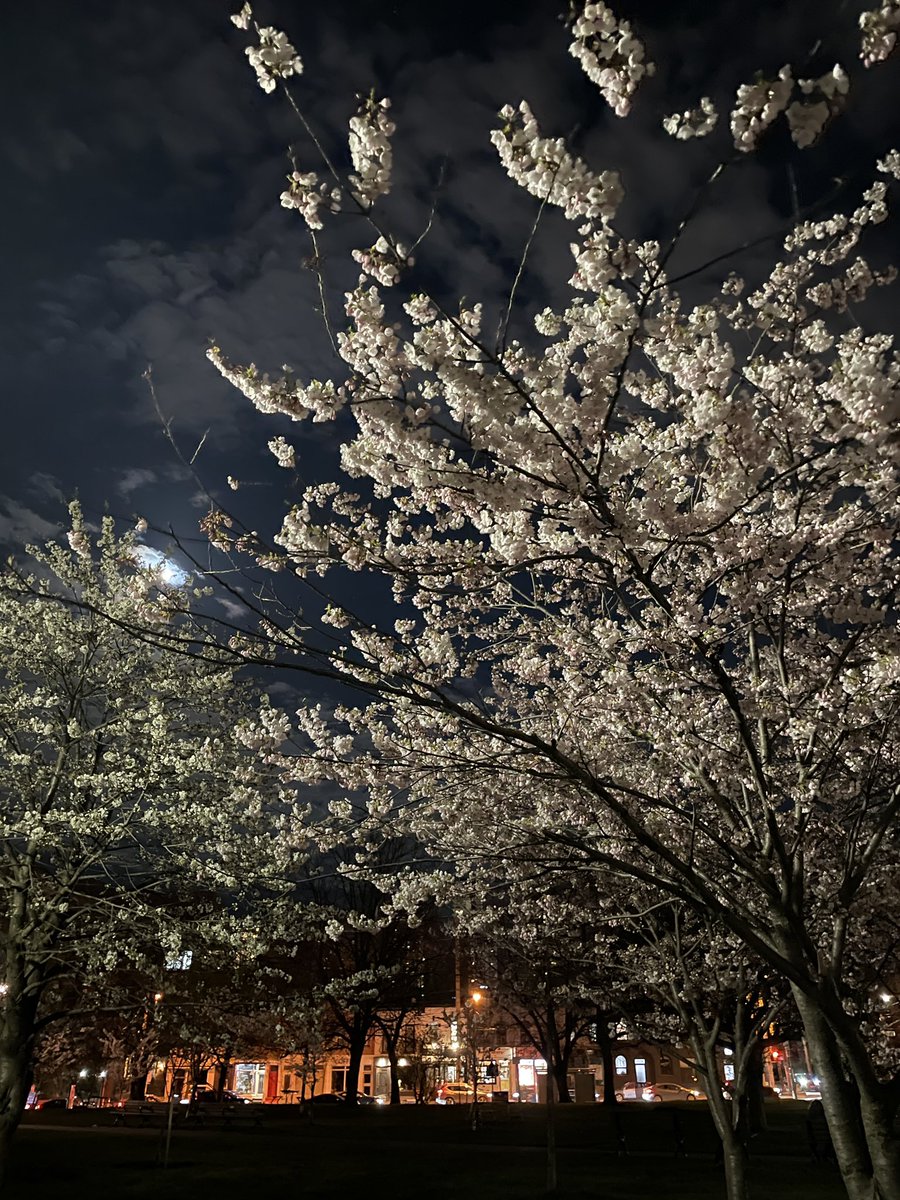Trinity Bellwoods & Park tweet media